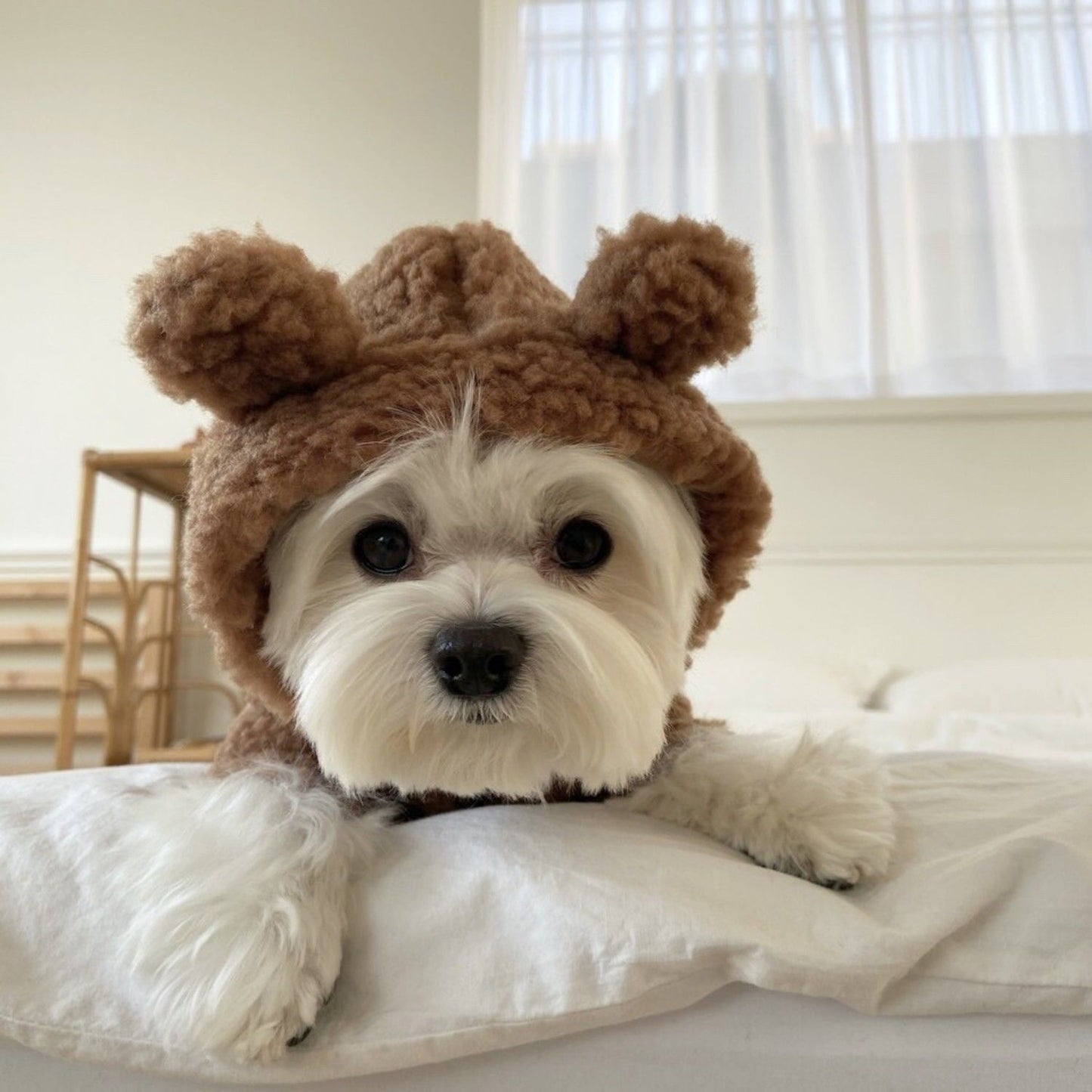Cute Teddy Bear Fleece Hoodie for Dogs - Warm Pet Outfit for Bichon and Small Breeds