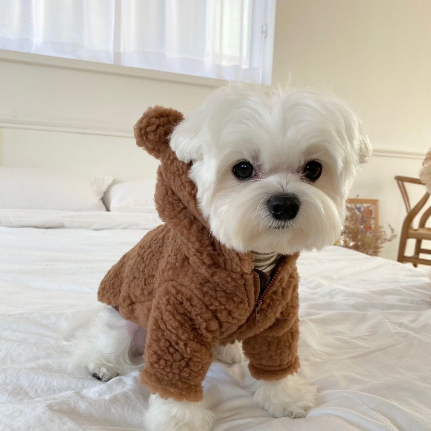 Cute Teddy Bear Fleece Hoodie for Dogs - Warm Pet Outfit for Bichon and Small Breeds